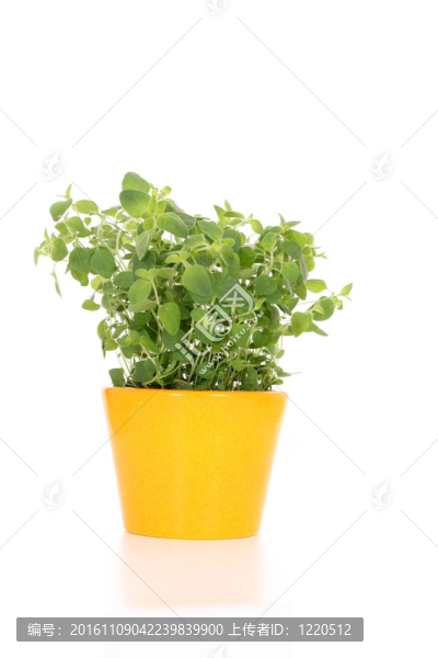 牛至