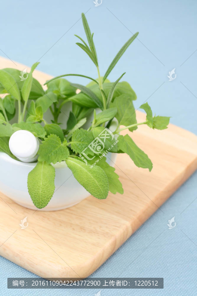 草本植物