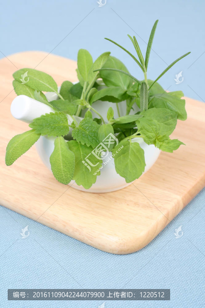 草本植物