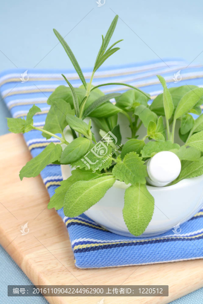 草本植物