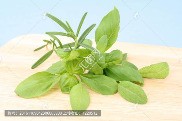 草本植物