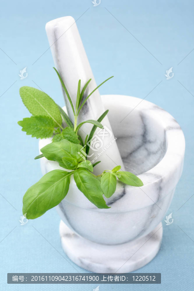 草本植物