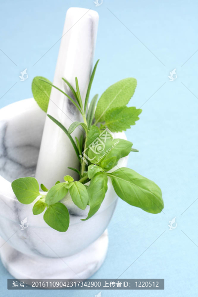 草本植物