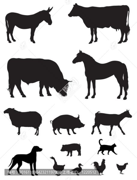農(nóng)場里的動物
