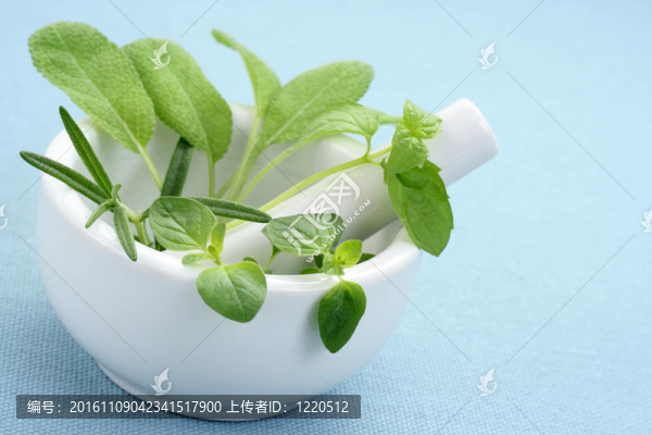 草本植物