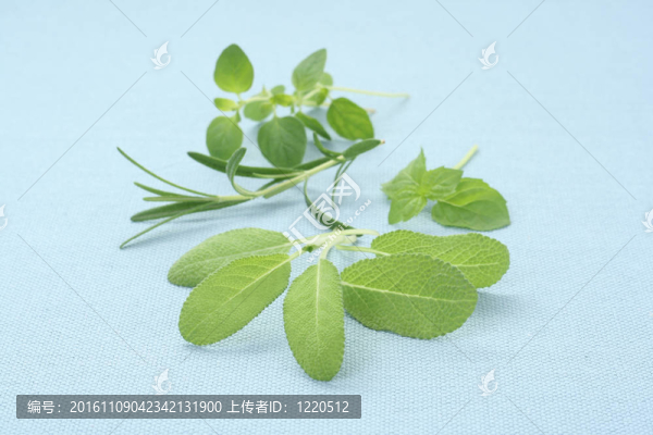 草本植物