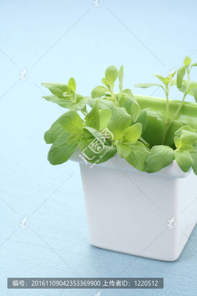 牛至