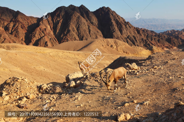 石漠野北美野山羊
