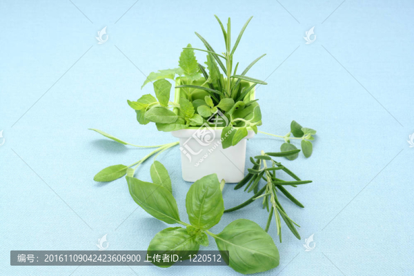草本植物