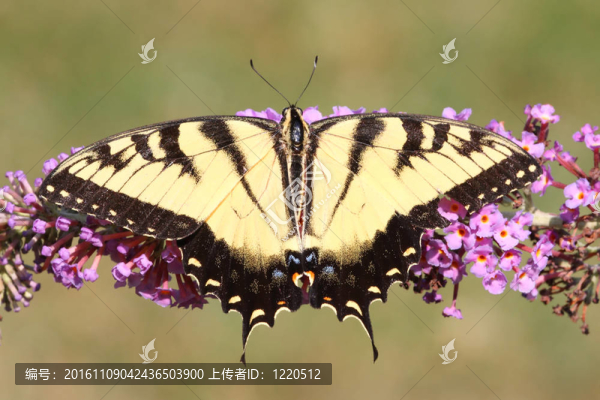 雄虎鳳蝶（Papilio,glaucas）