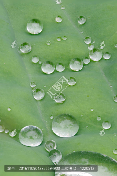 葉上的小水滴
