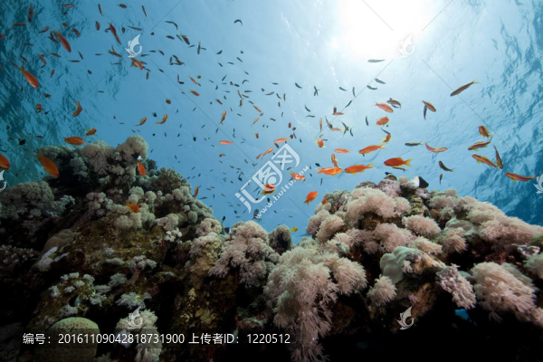 紅海的珊瑚和魚。