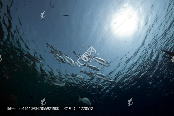 紅海的珊瑚和魚。