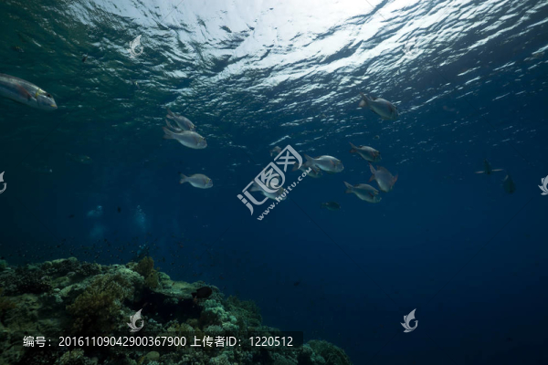紅海的珊瑚和魚。