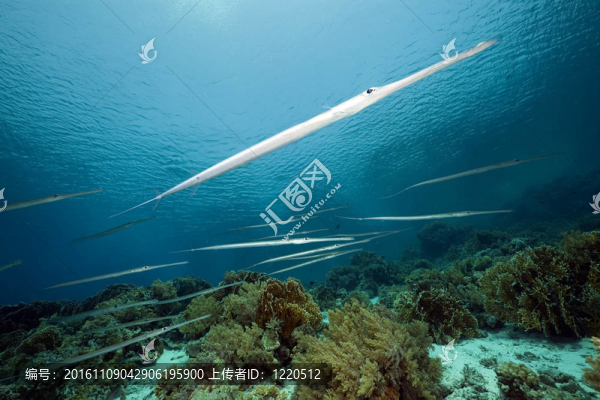 在紅海邊的Cornetfish。