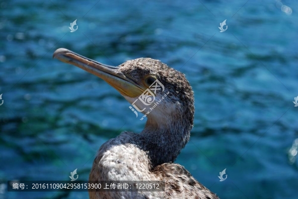 鸕鶿