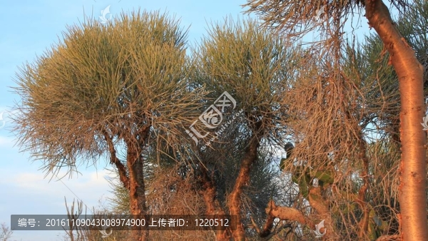 銅鼻子