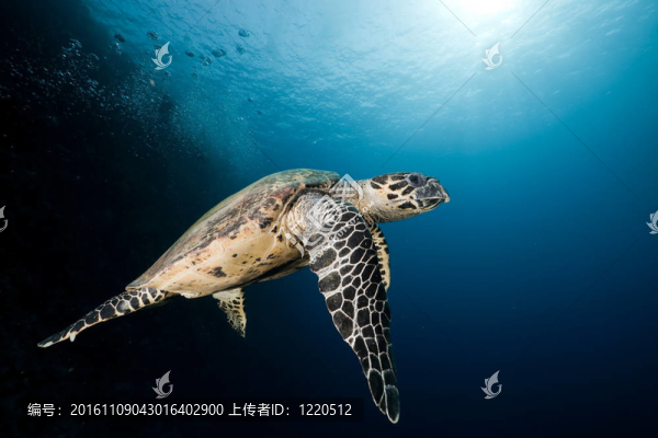 玳瑁在紅海。