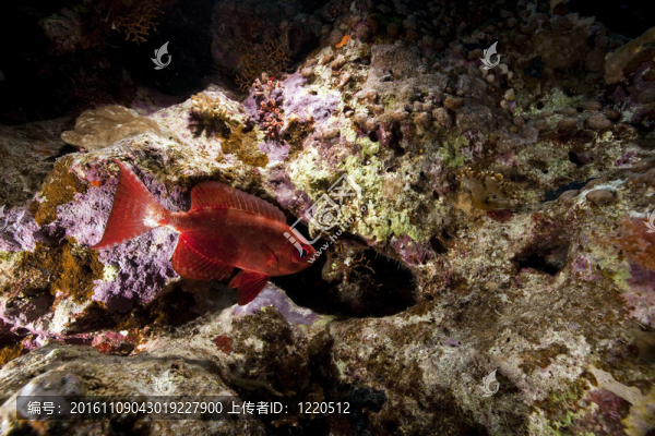 紅海的珊瑚和魚。
