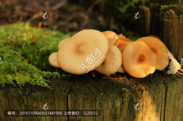 蘑菇