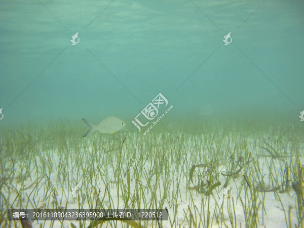 淺淺的魚