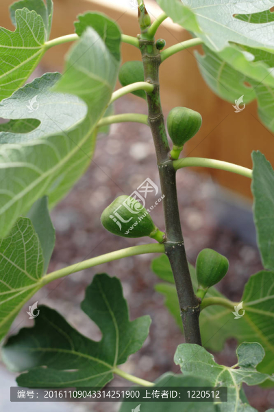 樹上的無花果