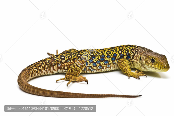 Lizard。