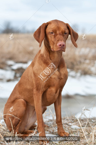 維茲拉犬的狗坐在雪地