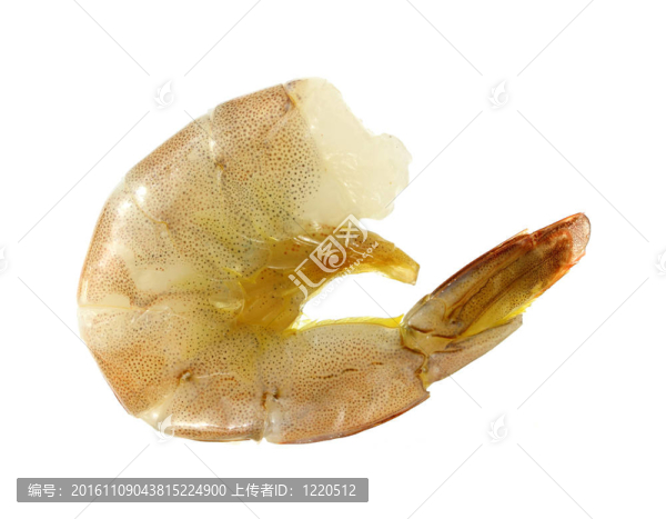 單生蝦