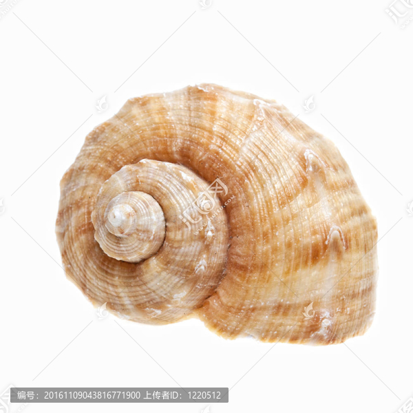 海貝殼