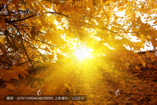 秋天的背景