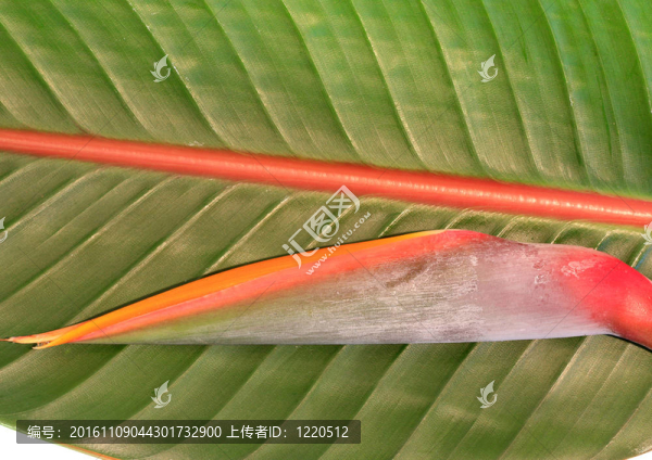 天堂之鳥在樹葉上的花朵