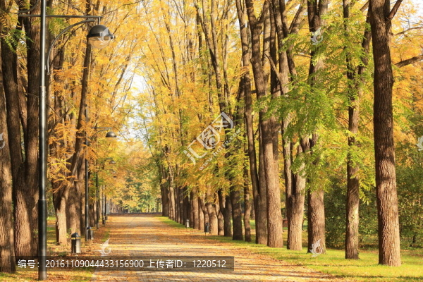 公園的秋天胡同