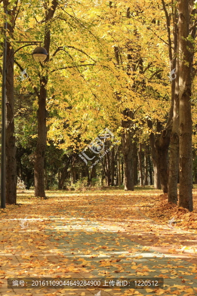 公園的秋天胡同