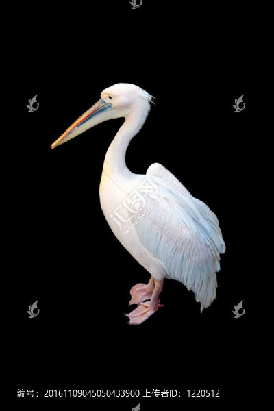 白鵜鶘Pelecanus