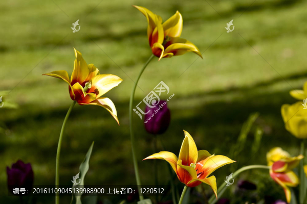 伊斯坦布爾的郁金香