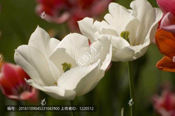 伊斯坦布爾的郁金香