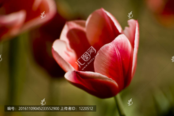 伊斯坦布爾的郁金香