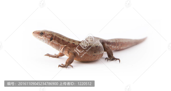llizard