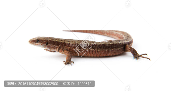llizard