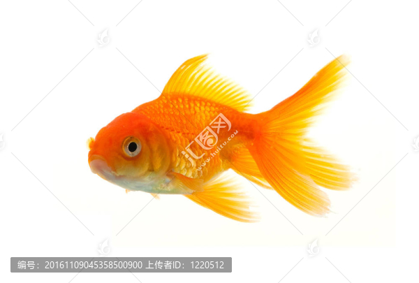 金魚