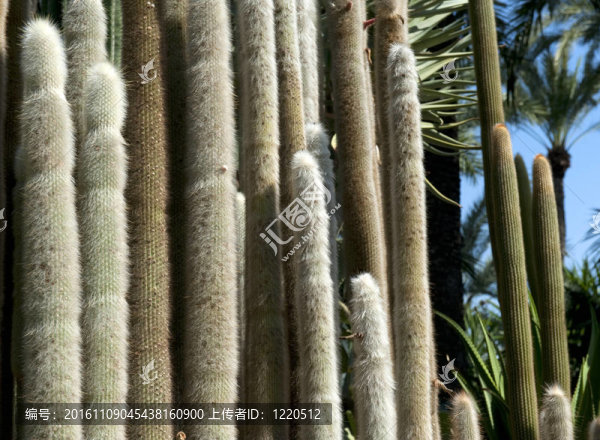 仙人掌類植物