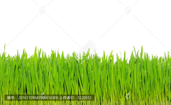 綠色的草