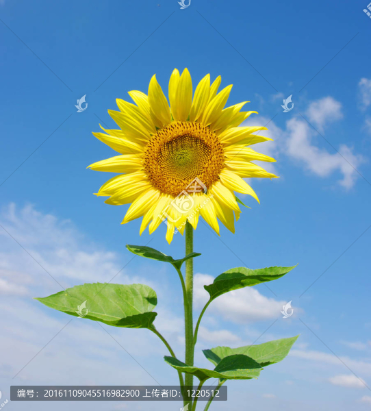 向日葵