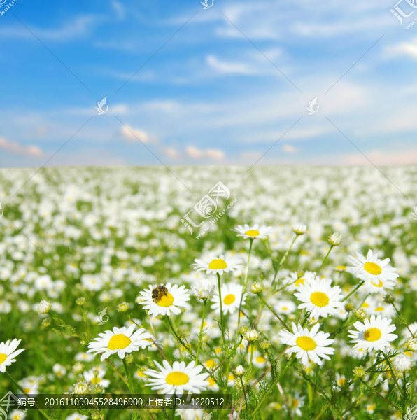 場(chǎng)camomiles-匯圖網(wǎng) www.fosd68.com 場(chǎng)camomiles