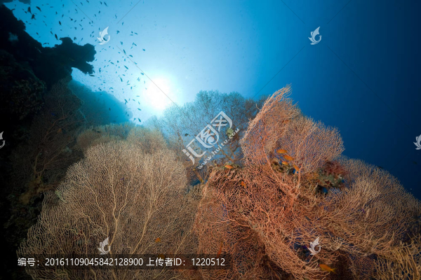 在紅海的海風(fēng)和魚。