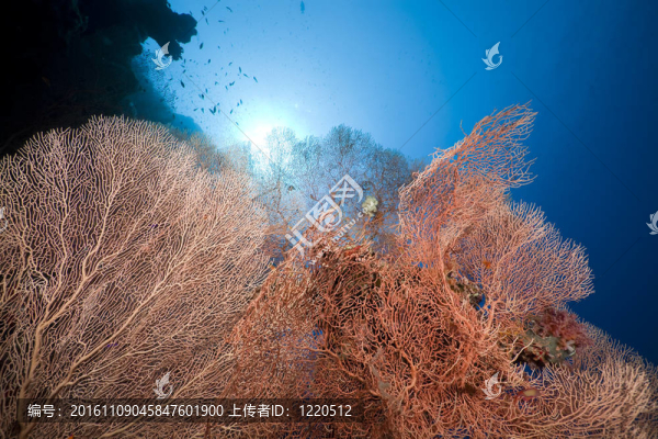 在紅海的海風(fēng)和魚。