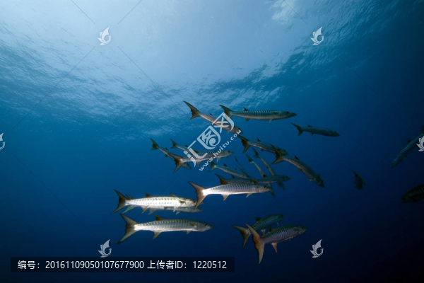 在紅海大梭魚。