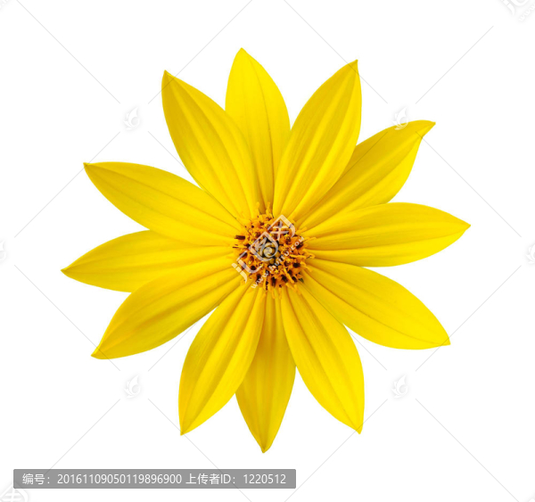 黃花孤立