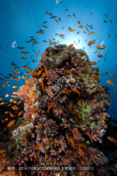 紅海中的魚和珊瑚。